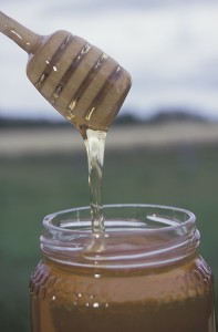 Honey vs. Vinegar—Gentleness